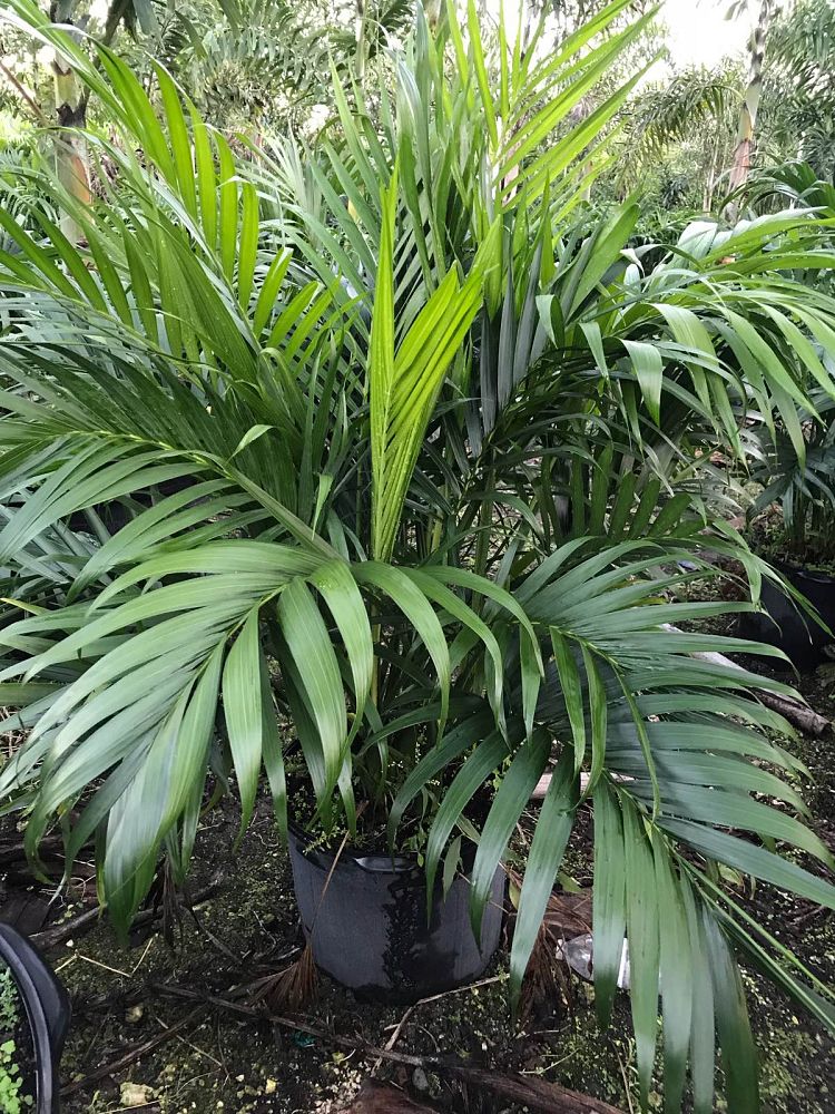 chamaedorea-cataractarum-cat-palm