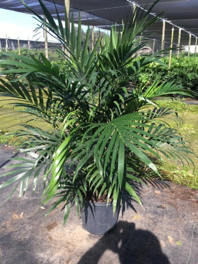 chamaedorea-cataractarum-cat-palm