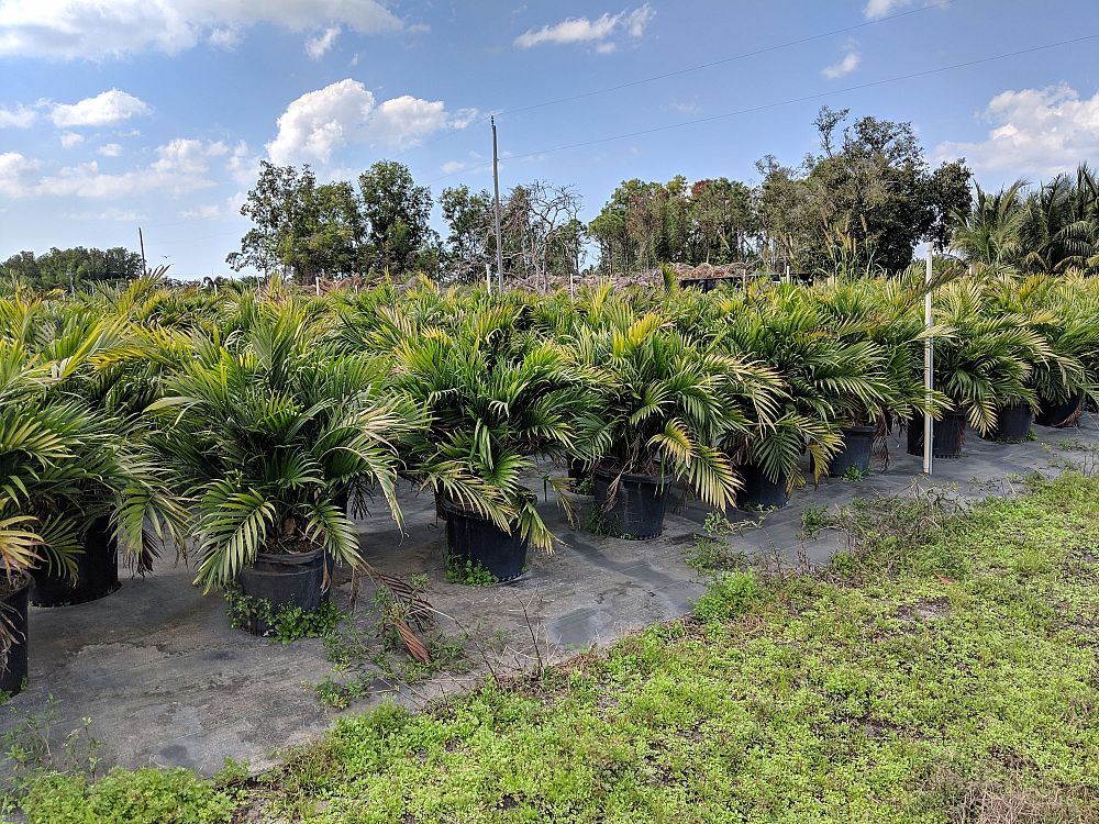 chamaedorea-cataractarum-cat-palm