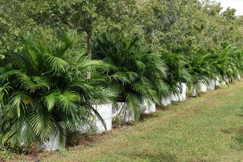 chamaedorea-cataractarum-cat-palm