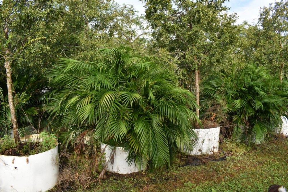 chamaedorea-cataractarum-cat-palm