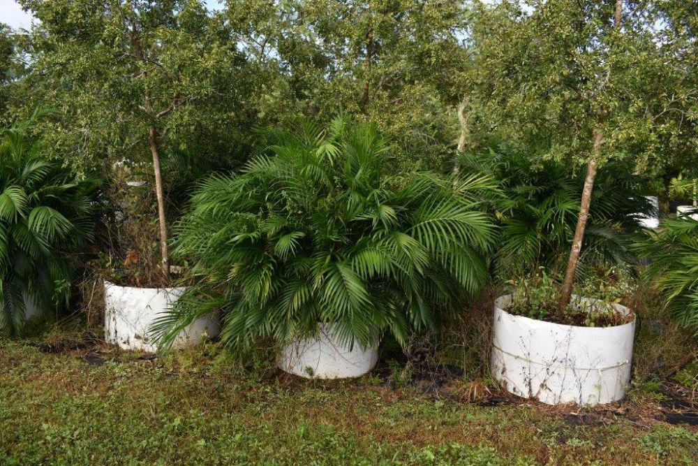 chamaedorea-cataractarum-cat-palm