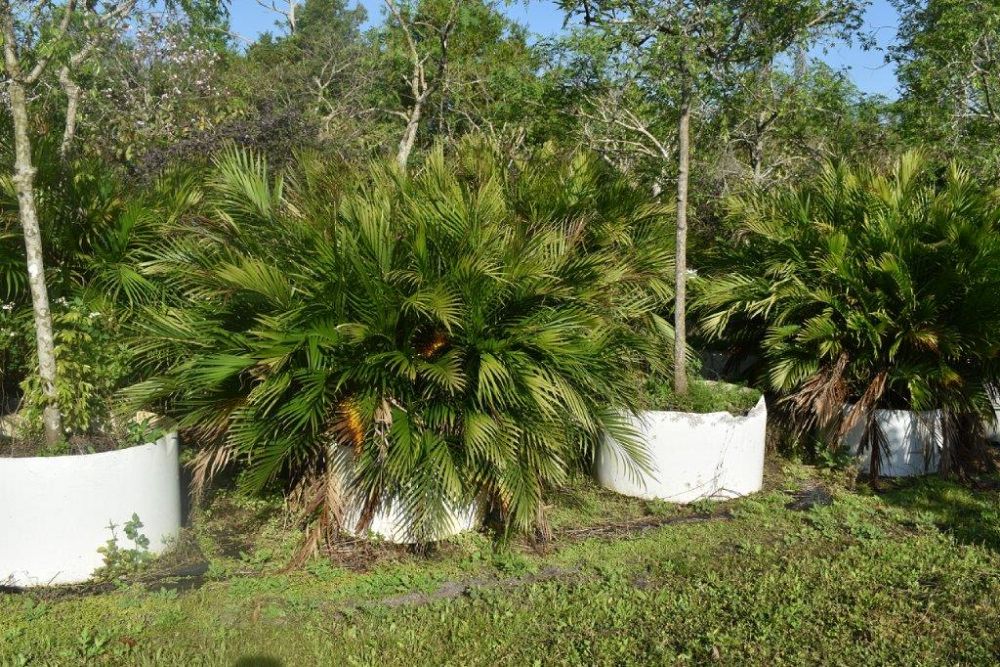 chamaedorea-cataractarum-cat-palm