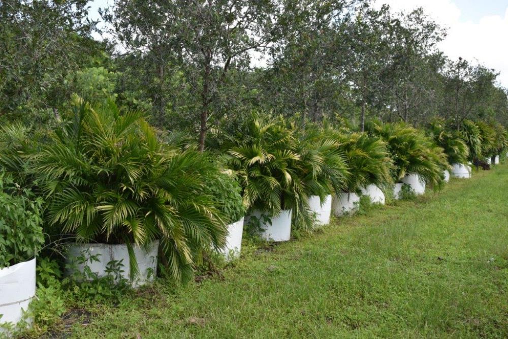 chamaedorea-cataractarum-cat-palm