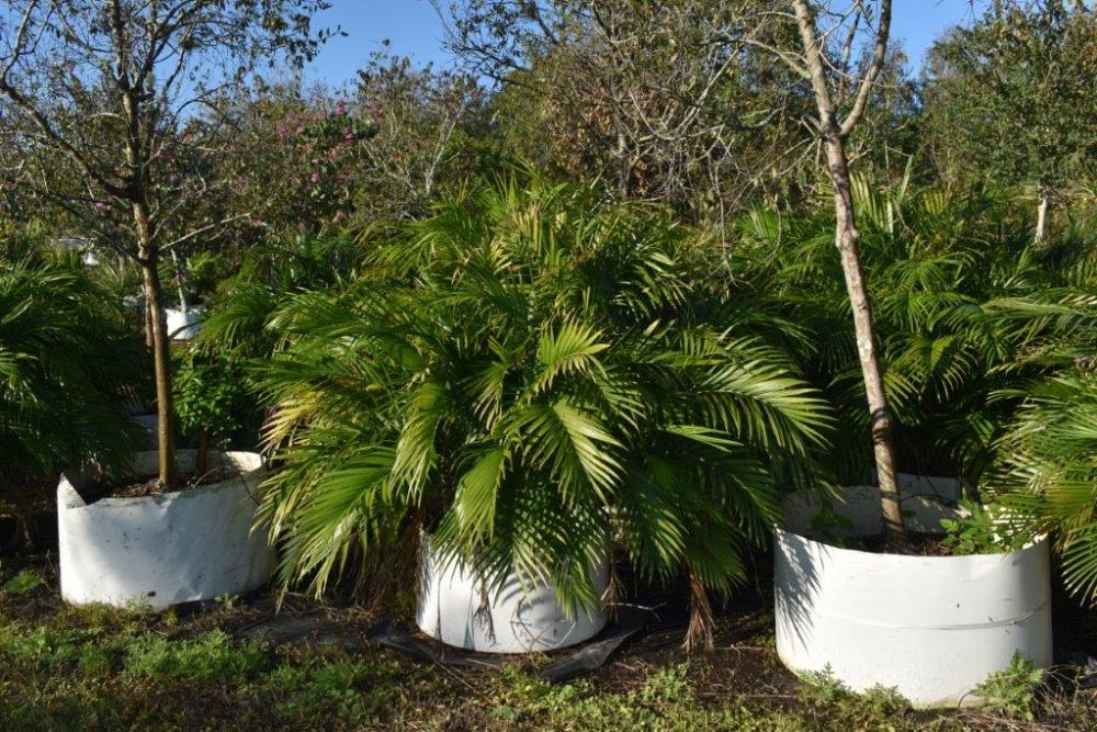 chamaedorea-cataractarum-cat-palm