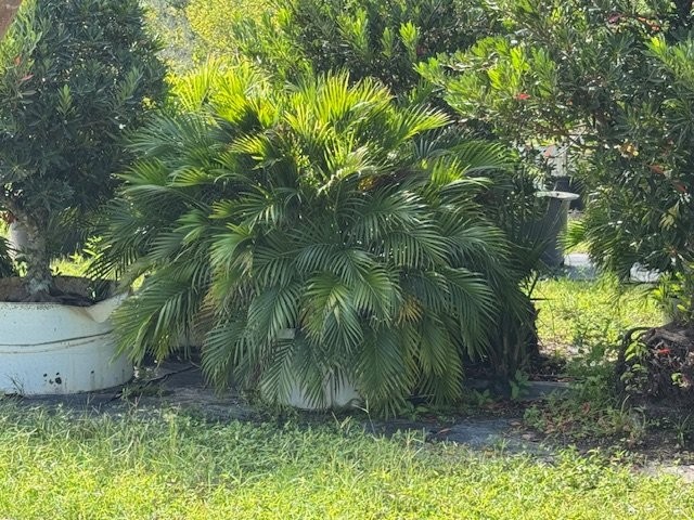 chamaedorea-cataractarum-cat-palm