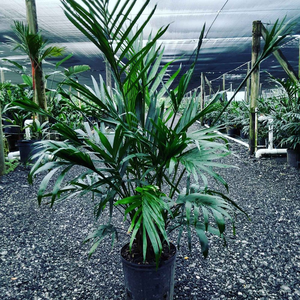 chamaedorea-cataractarum-cat-palm