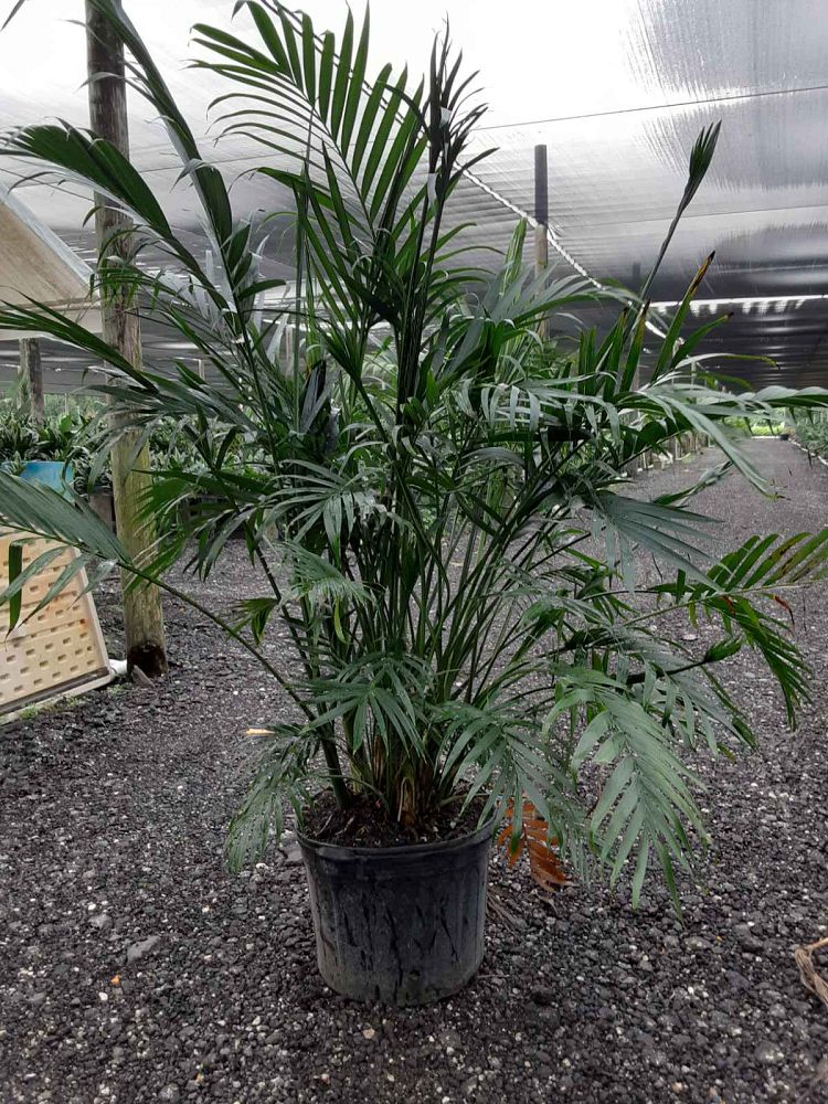 chamaedorea-cataractarum-cat-palm