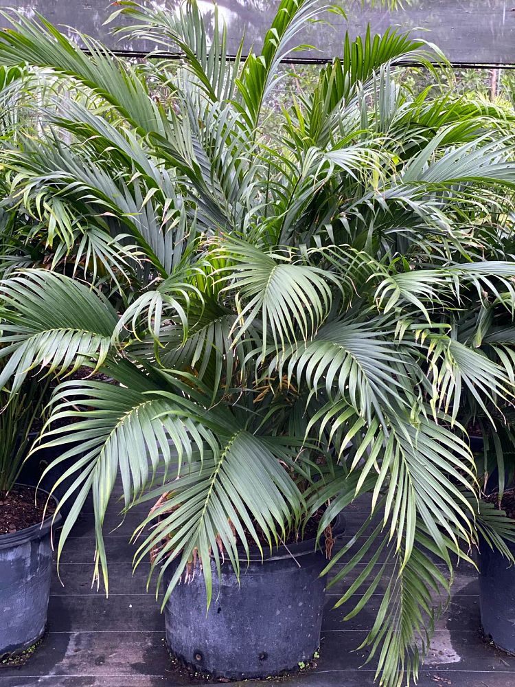 chamaedorea-cataractarum-cat-palm
