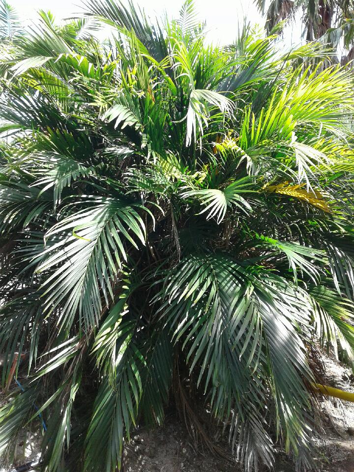 chamaedorea-cataractarum-cat-palm