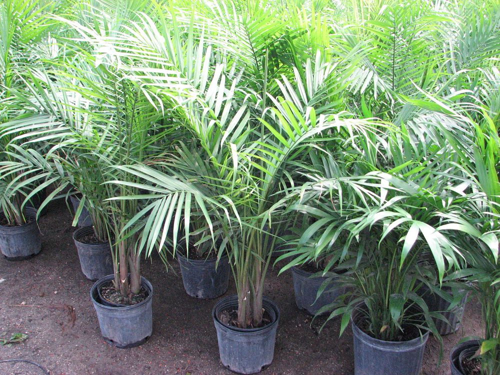 chamaedorea-cataractarum-cat-palm