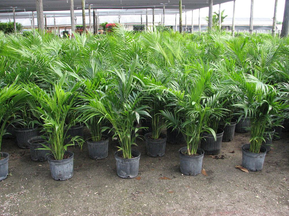chamaedorea-cataractarum-cat-palm