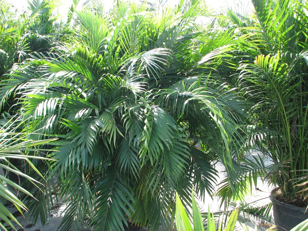 chamaedorea-cataractarum-cat-palm