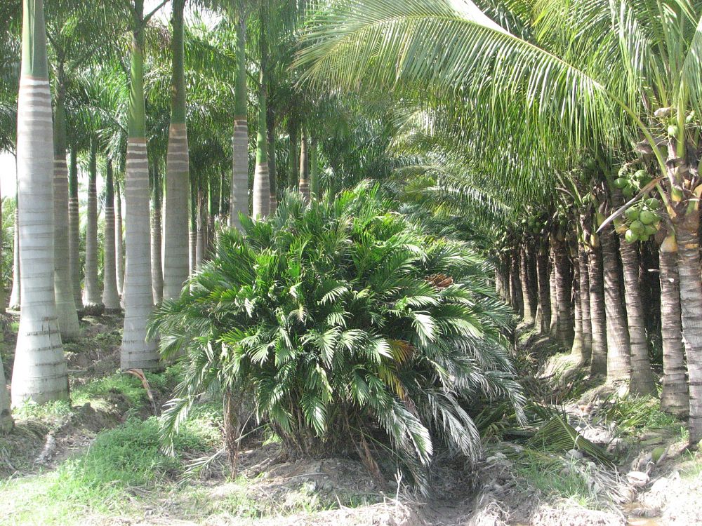 chamaedorea-cataractarum-cat-palm