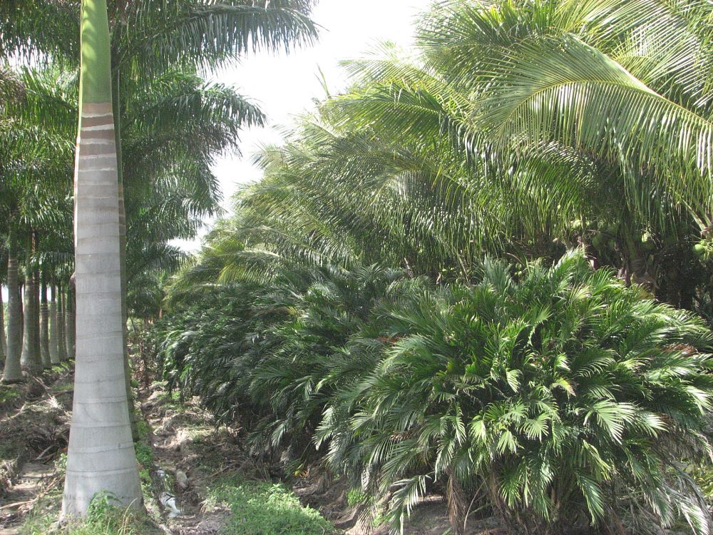 chamaedorea-cataractarum-cat-palm