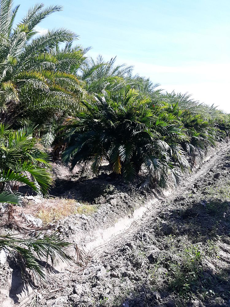 chamaedorea-cataractarum-cat-palm
