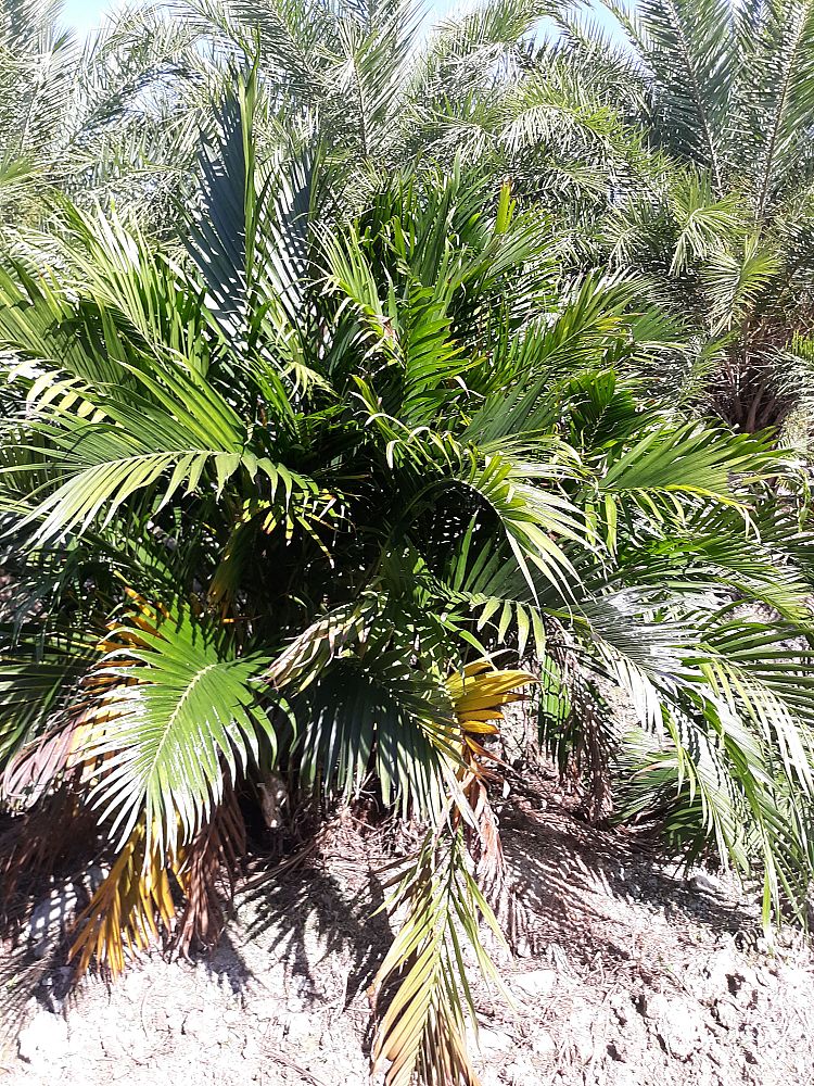 chamaedorea-cataractarum-cat-palm