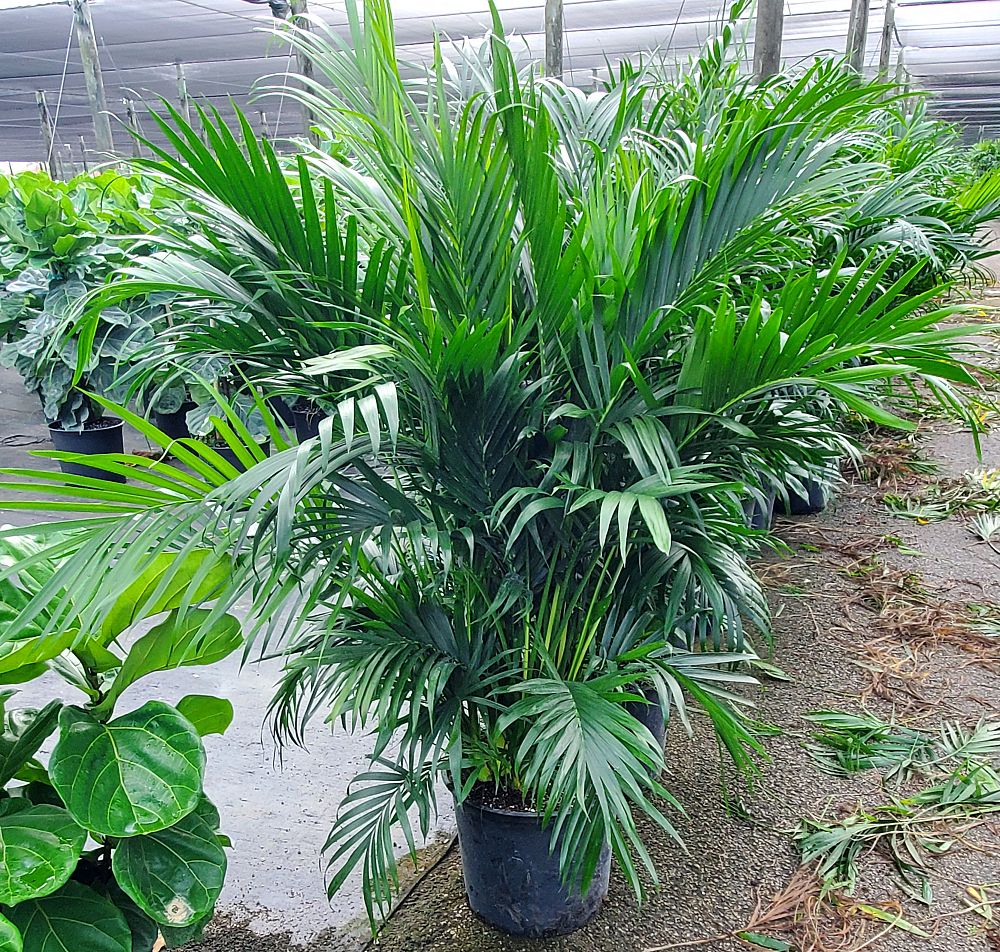 chamaedorea-cataractarum-cat-palm