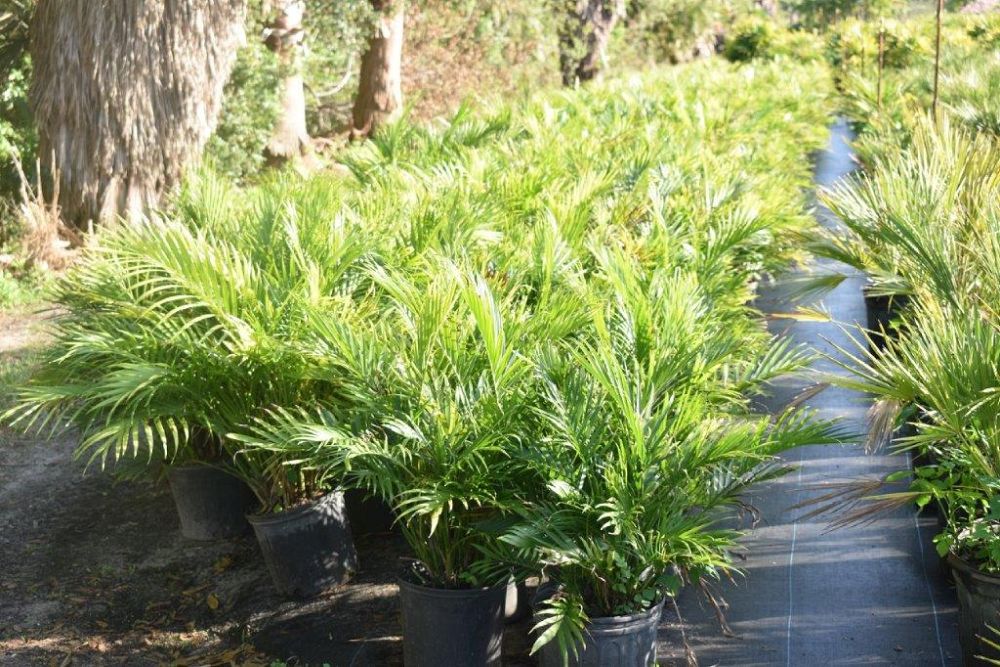 chamaedorea-cataractarum-cat-palm