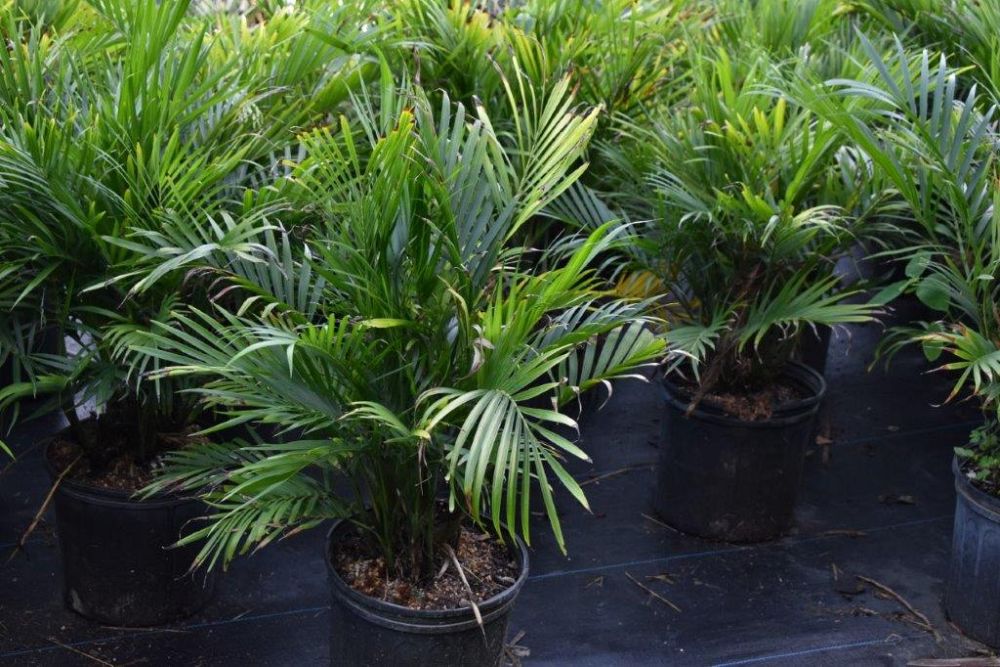 chamaedorea-cataractarum-cat-palm