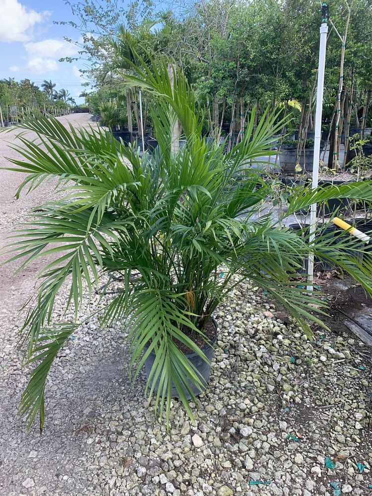 chamaedorea-cataractarum-cat-palm
