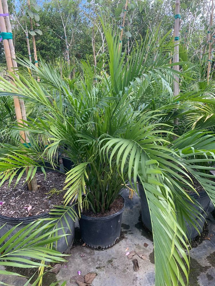 chamaedorea-cataractarum-cat-palm