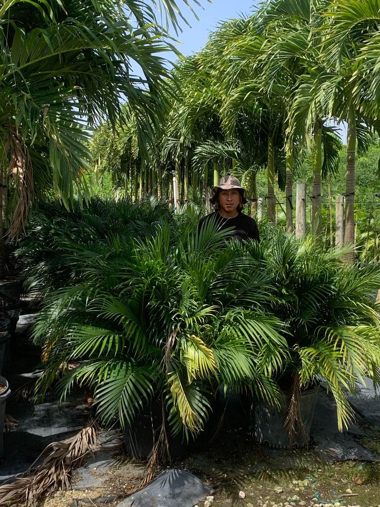 chamaedorea-cataractarum-cat-palm
