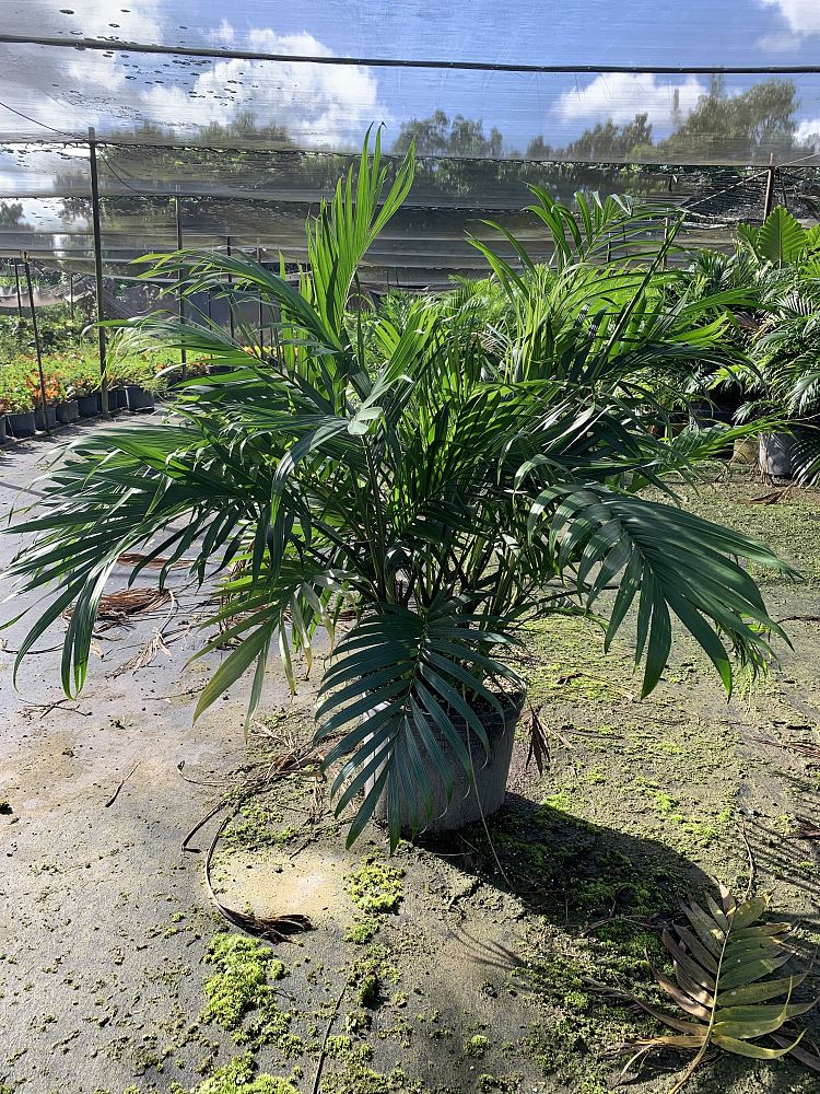 chamaedorea-cataractarum-cat-palm