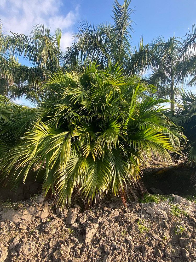 chamaedorea-cataractarum-cat-palm