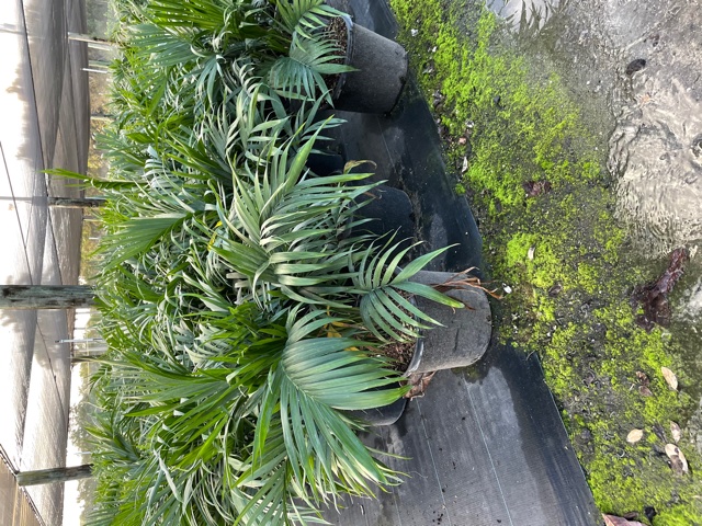 chamaedorea-cataractarum-cat-palm