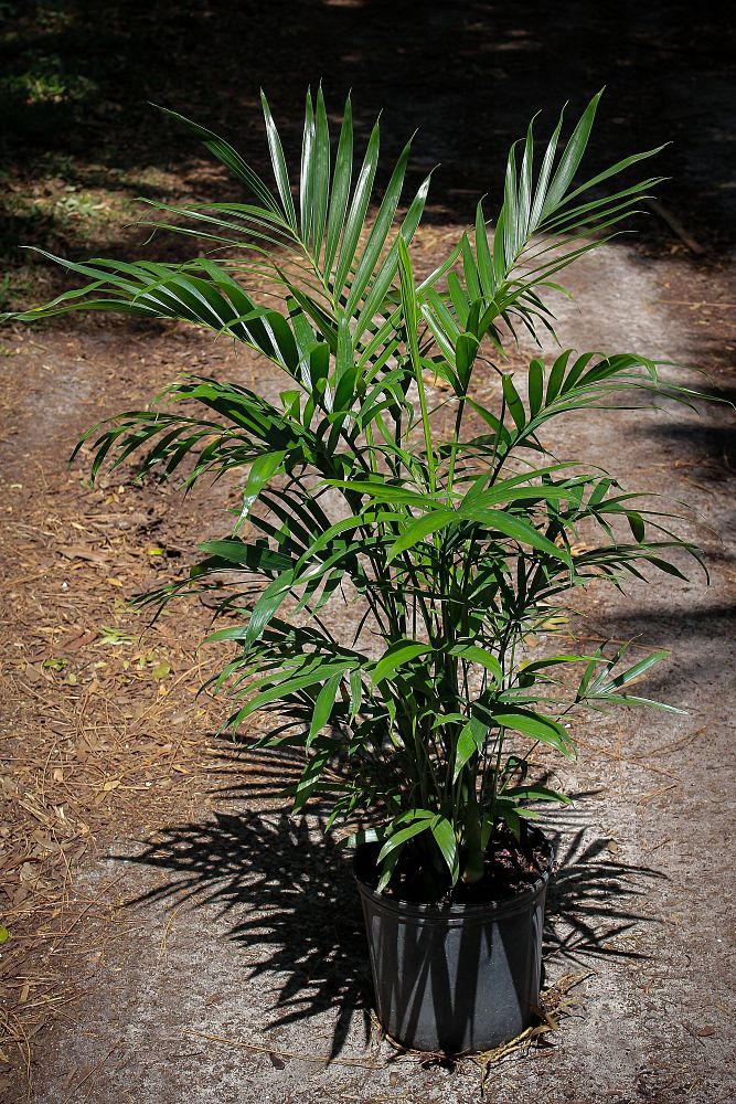 chamaedorea-cataractarum-cat-palm