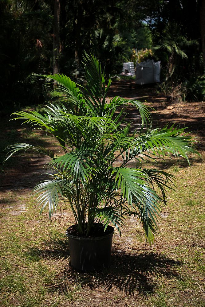 chamaedorea-cataractarum-cat-palm