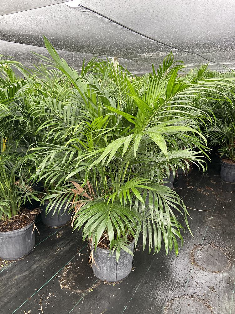 chamaedorea-cataractarum-cat-palm