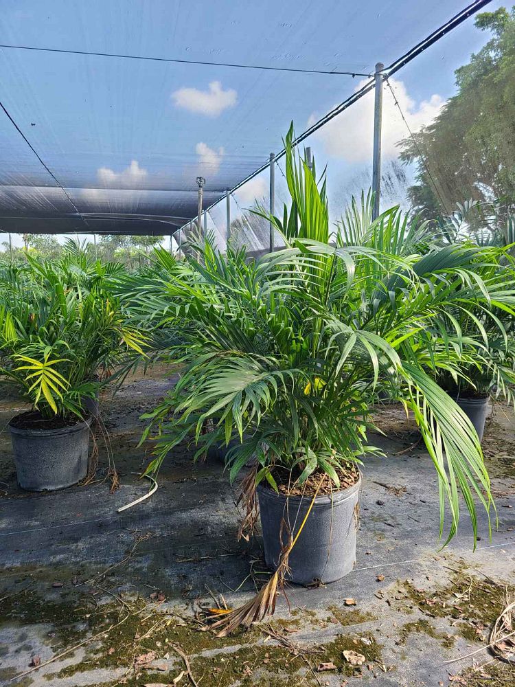 chamaedorea-cataractarum-cat-palm
