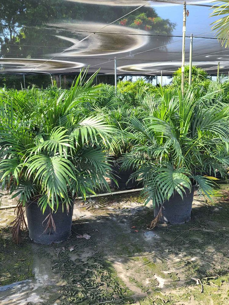 chamaedorea-cataractarum-cat-palm