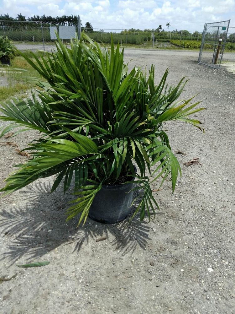 chamaedorea-cataractarum-cat-palm