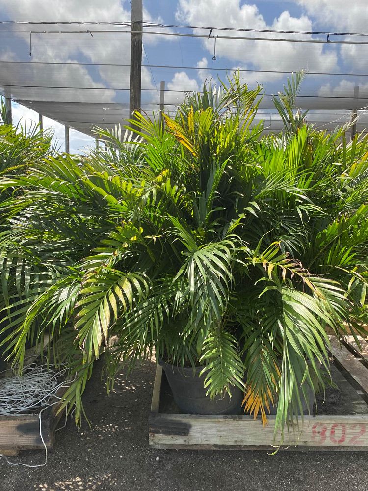 chamaedorea-cataractarum-cat-palm