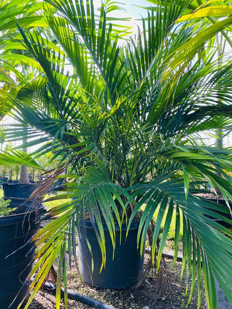 chamaedorea-cataractarum-cat-palm