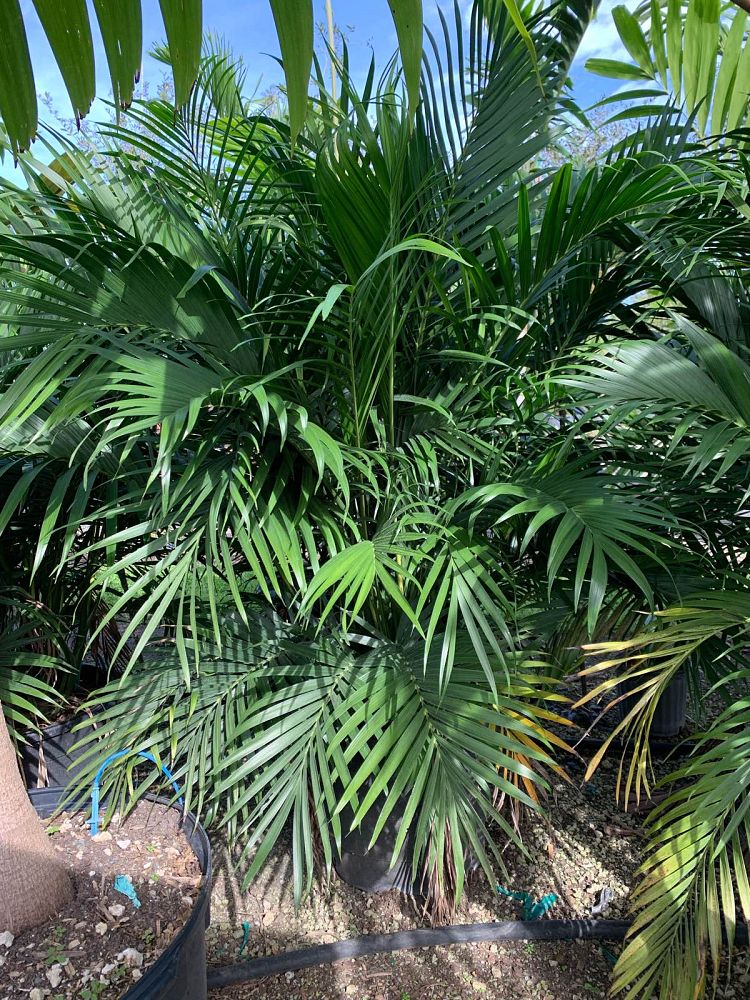 chamaedorea-cataractarum-cat-palm