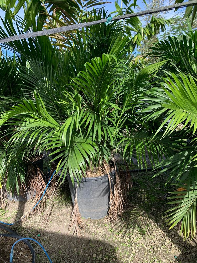 chamaedorea-cataractarum-cat-palm