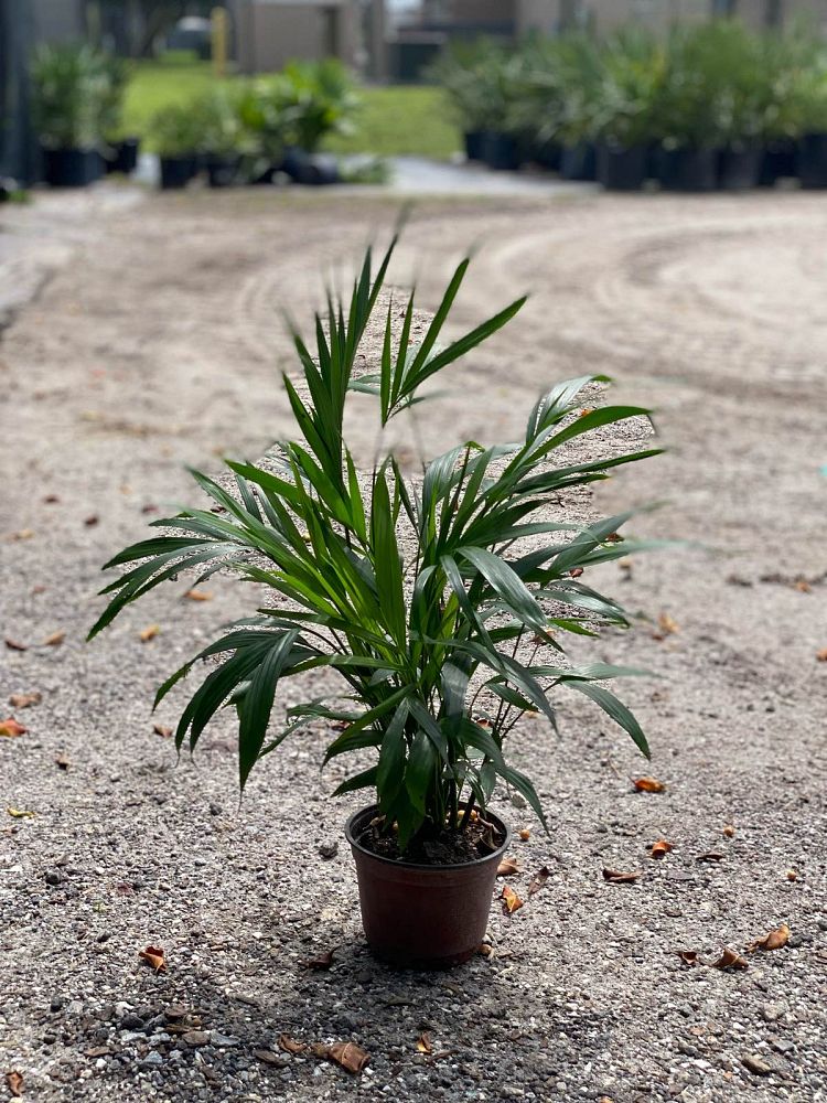 chamaedorea-cataractarum-cat-palm