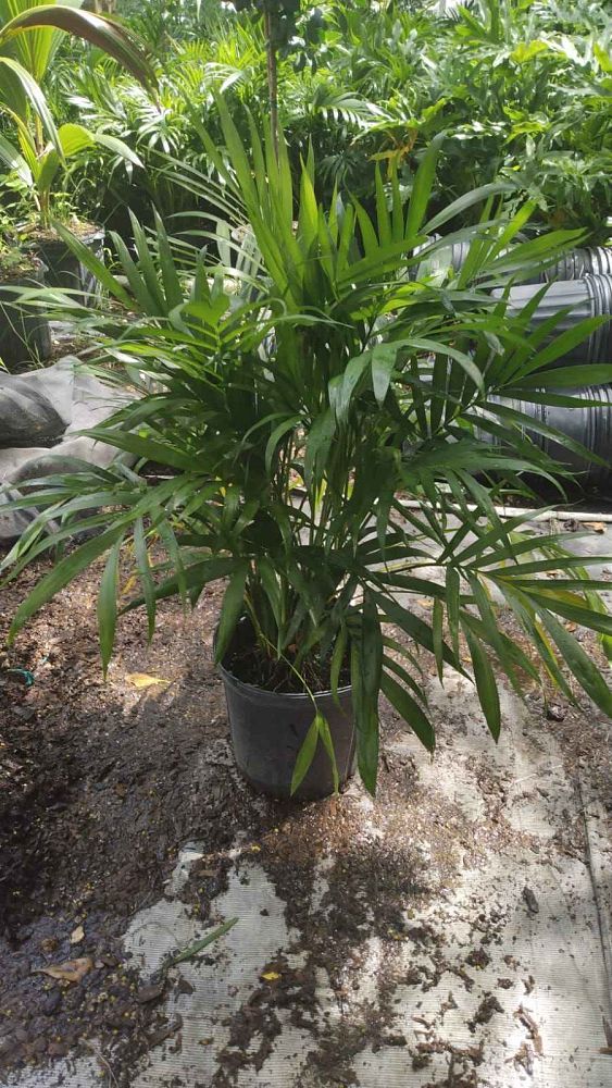 chamaedorea-cataractarum-cat-palm