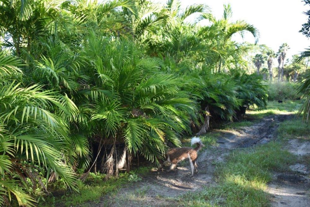 chamaedorea-cataractarum-cat-palm
