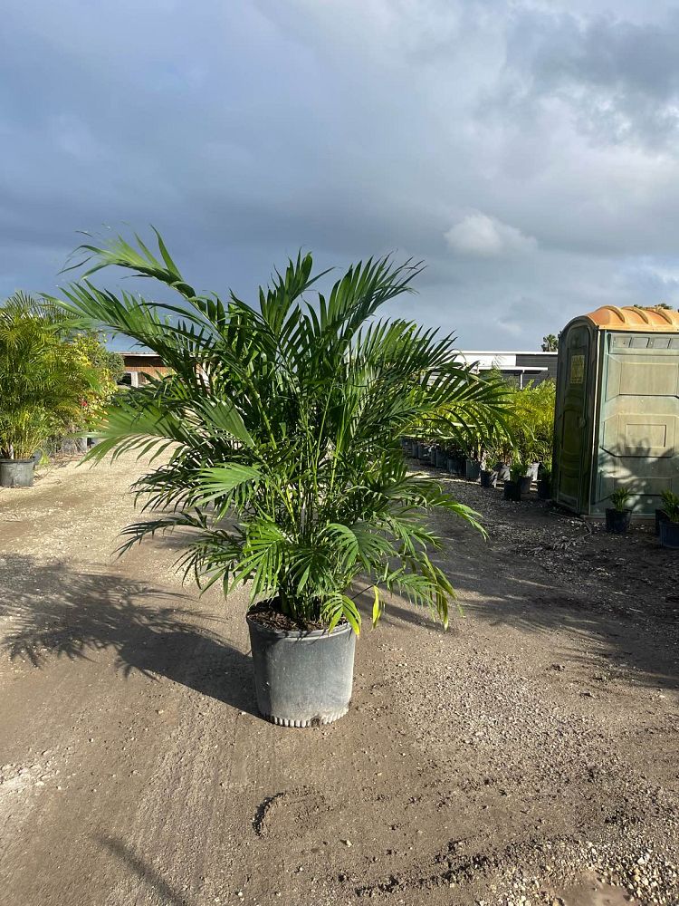 chamaedorea-cataractarum-cat-palm