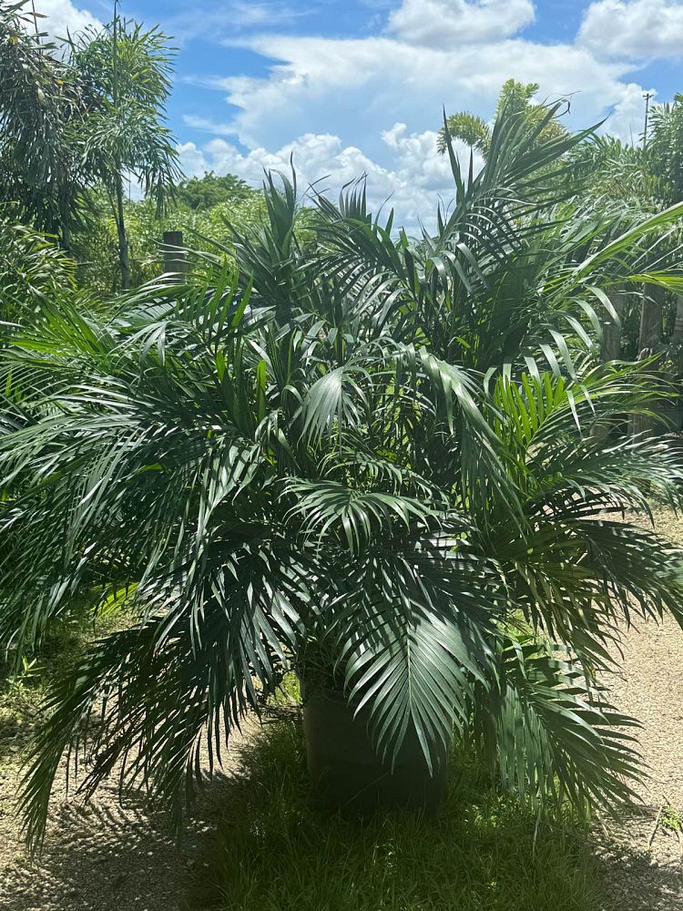 chamaedorea-cataractarum-cat-palm