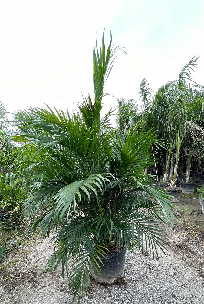 chamaedorea-cataractarum-cat-palm
