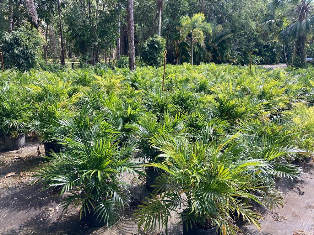 chamaedorea-cataractarum-cat-palm