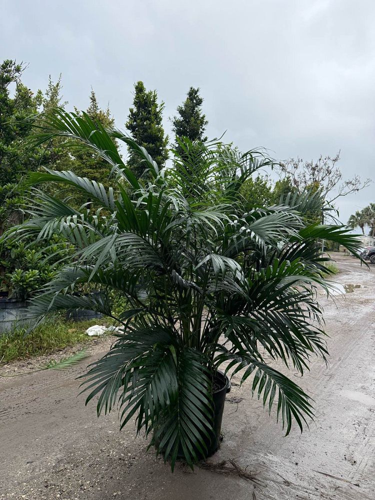 chamaedorea-cataractarum-cat-palm