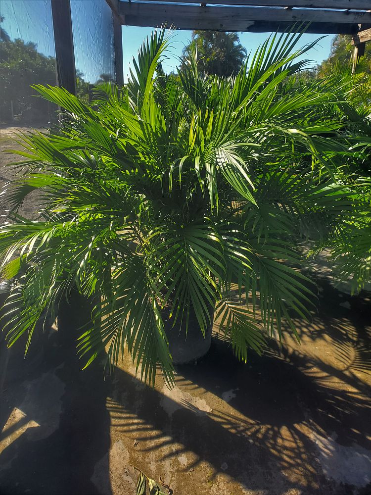 chamaedorea-cataractarum-cat-palm