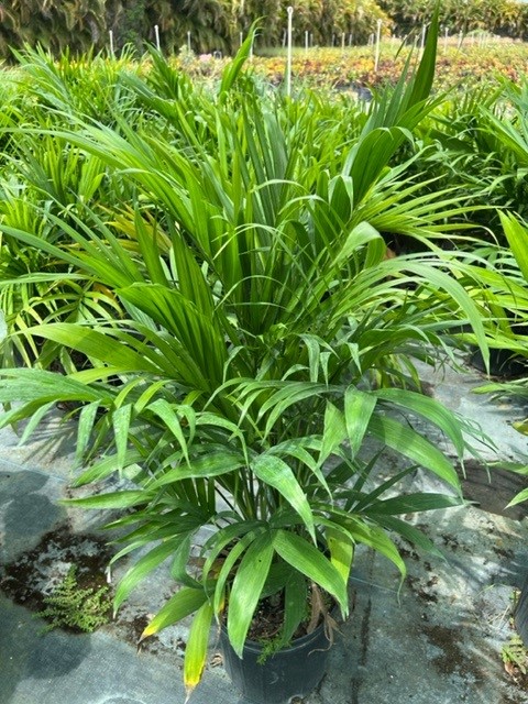 chamaedorea-cataractarum-cat-palm